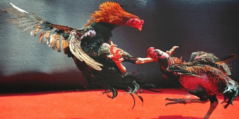 8kbet vip c1 gà chọi