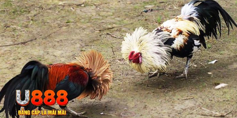 8kbet vip game nổ hũ là gì